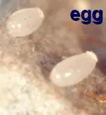 Magnified Picture Bed Bug Eggs. They are hard to locate andare often ...