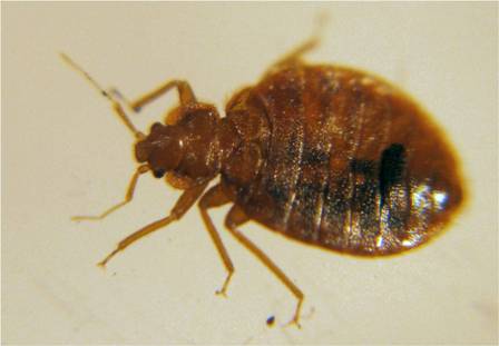 Female Bed bug