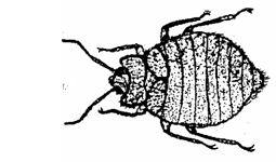 Bed Bugs Vs Carpet Beetles | Bed Bugs Registry