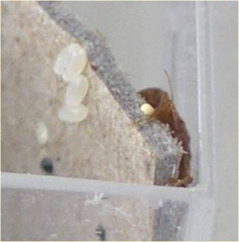 Here's a great video showing abed bug hatching from a bed bug egg: