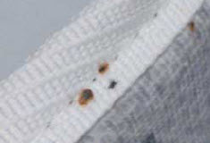 bed bugs mattress stains