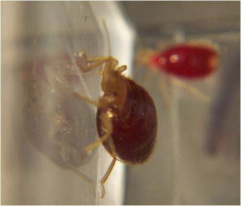 Picture of Bed Bug Nymphsafter Blood Meal