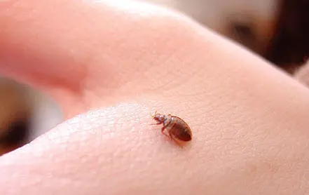 Bedbug Bites Picture Image on MedicineNet.com