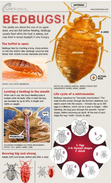 Bed Bug InformationInfographic on Size, Life cycle and Feeding Habits