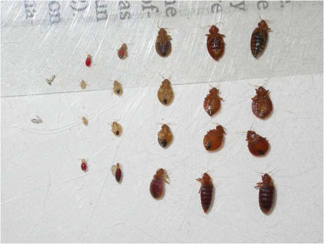 What Do Bed Bugs Look Like? - orkin.com