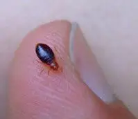 Bed Bugs Actual Size