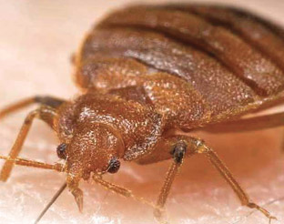 Bed Bug Identification, Signs and Picutres Guide