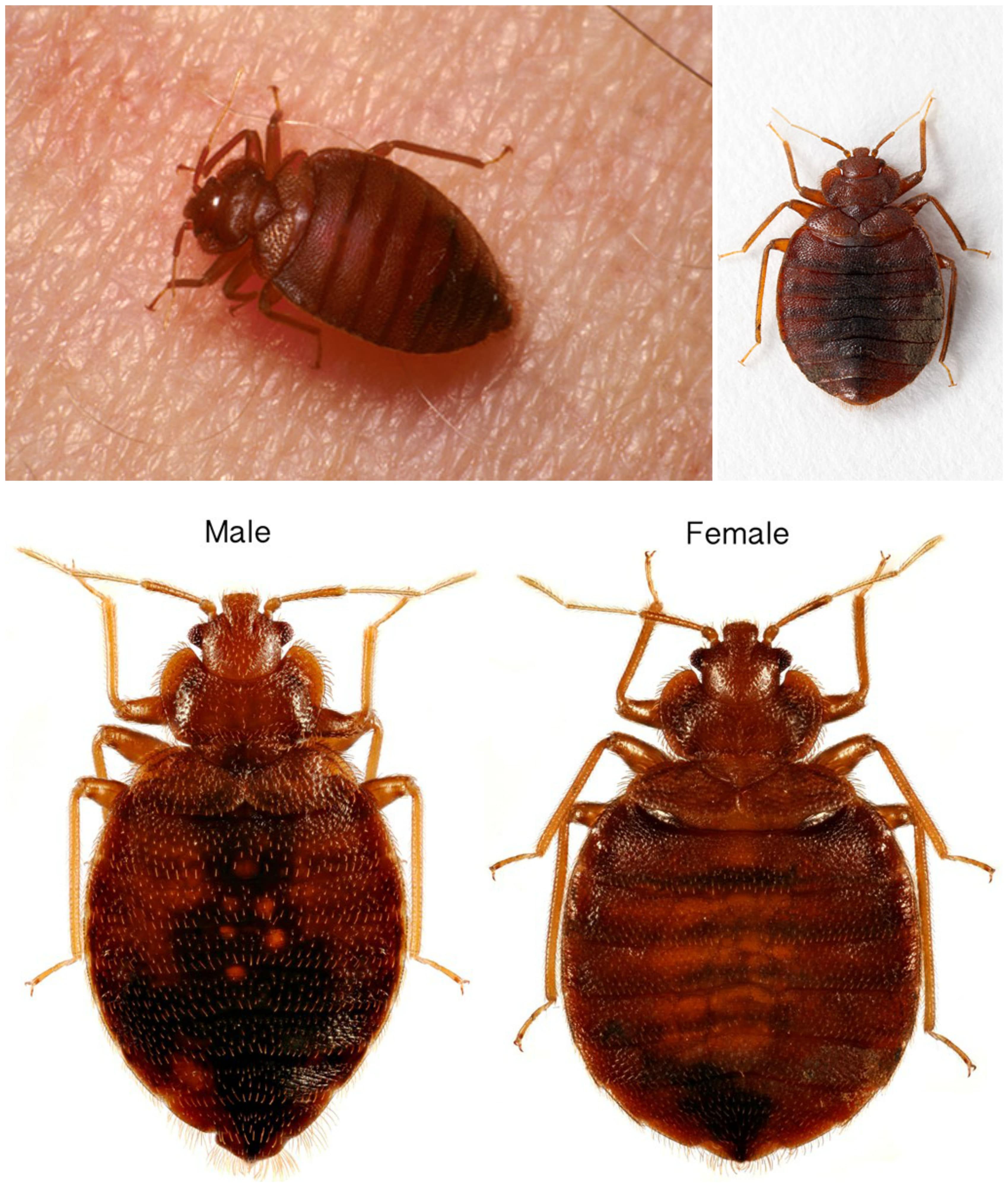 The Bed Bug LifeCycle Diagram Video Guide And Pictures