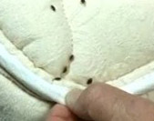 Bed Bugs (Actual Size) On Mattress