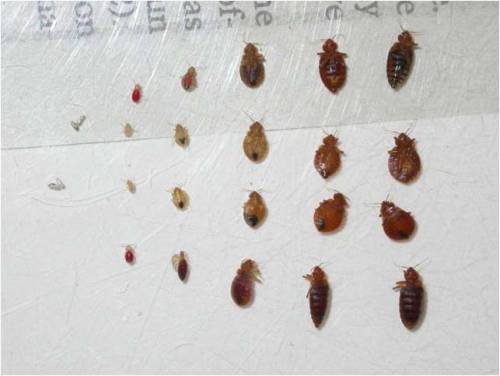 Bed Bug Bites Pictures and Photo of Bedbug Attacks