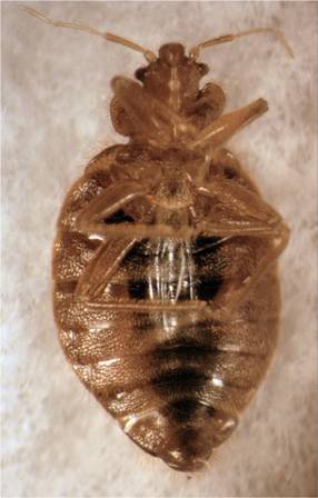 bed bug magnified ventral view