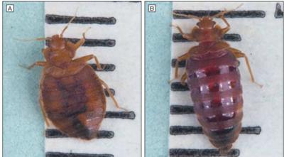 Picture Bed Bugs Before and After Feeding