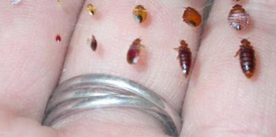 Picture Bed Bug Lifecycle Before and After Feeding