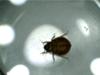 Female Bedbug
