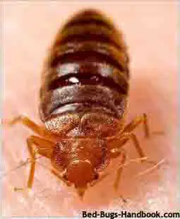 Bed Bugs Florida Information, Pictures, Laws and Resources