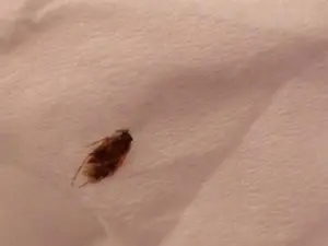bug killed on tissue