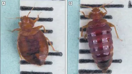 bed bug as an adult