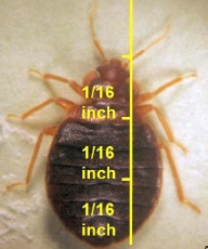 Adult Bed bug body measurements