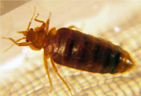 adult male bed bug