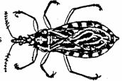 assasin bug - illustration