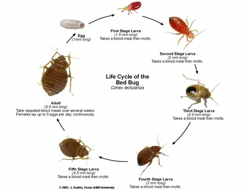 bed bug lifecycle - diagram