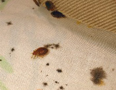 bed bug caused mattress stains