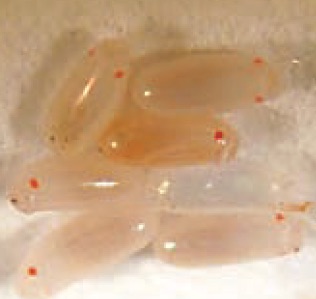 Bed Bug Eggs with red eye spot