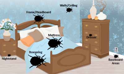 where bed bugs are hiding in the mattress and other furniture areas
