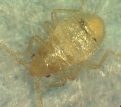 photo of young bed bug(nymph)