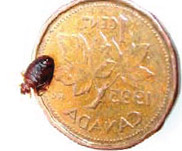 picture bed bug on penny - example 1