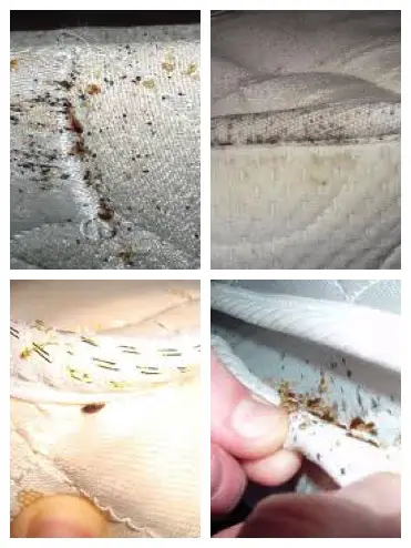 bed bug protection