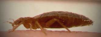 bed bug picture - side view