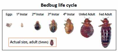 bed bug pictures actual size