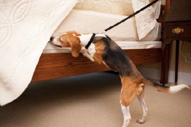 bed bug sniffing dog