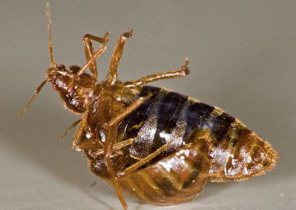 bed bug insemination mating