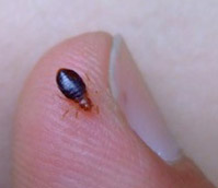 bed  bug on human thumb