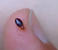 Bed Bugs Pictures: Actual Size, Stages and Skin Bites