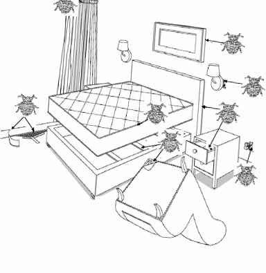 diagram of bed bug hiding places in bedroom