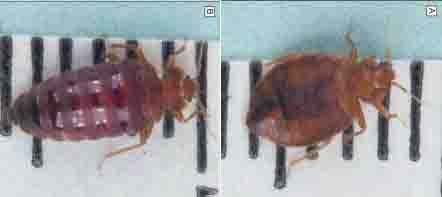 Bed Bugs Before and After Feeding - Diagram 1 - 442px x 197px