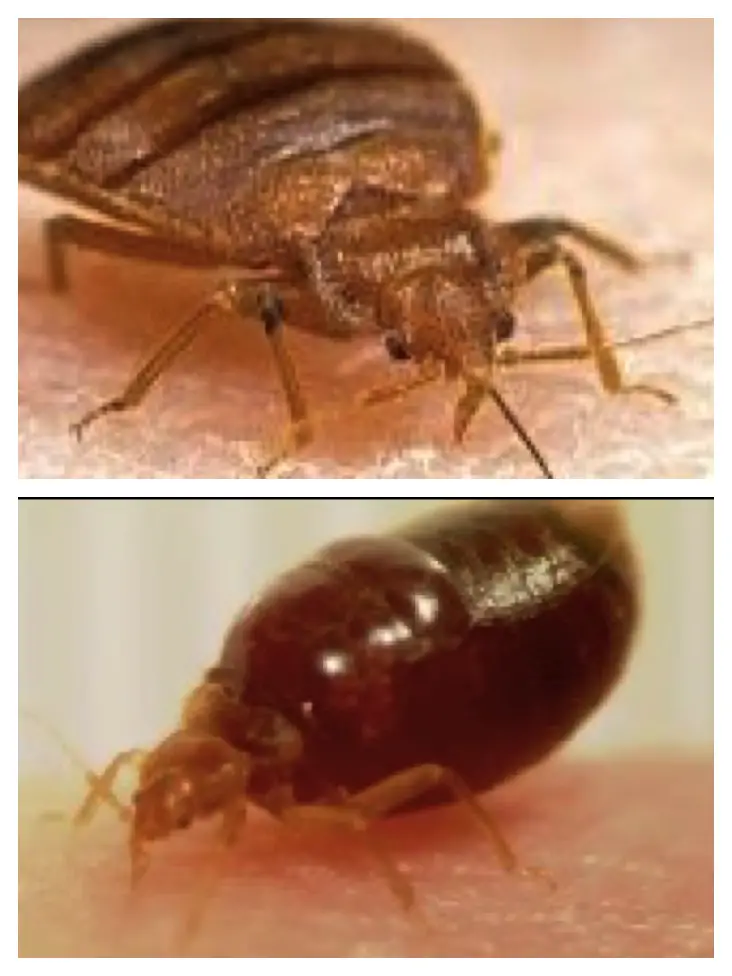 bed bugs before and after feeding