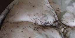 bed bug mattress stains - example 2