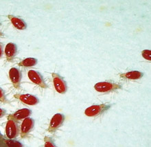 baby bed bugs (instars)