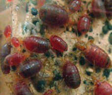 adult bed bugs after feeding