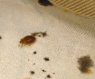 bed bug fecal marks on sheets