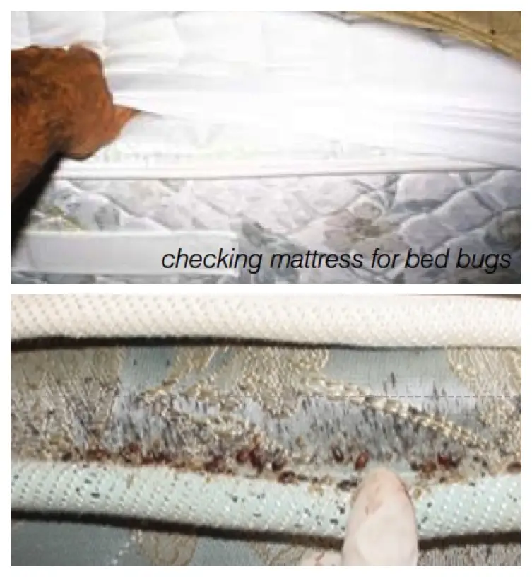 Bed Bugs On Mattress Signs