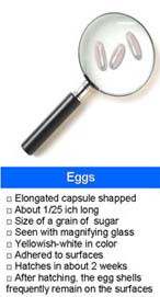 Bed Bug Egg Identification Checklist