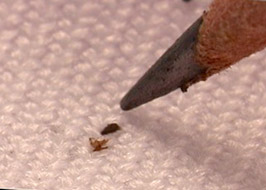 Bed Bug Actual Size