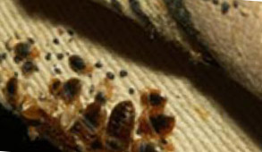 bed bugs hiding under carpet - example 5
