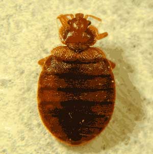 magnified bed bug picture