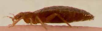 bed bug side view